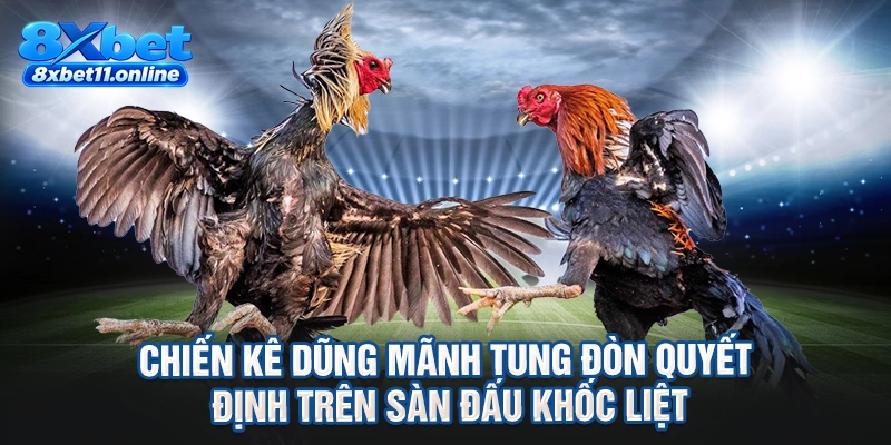 Chiến kê dũng mãnh tung đòn quyết định trên sàn đấu khốc liệt