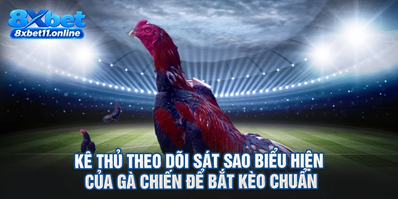 Kê thủ theo dõi sát sao biểu hiện của gà chiến để bắt kèo chuẩn